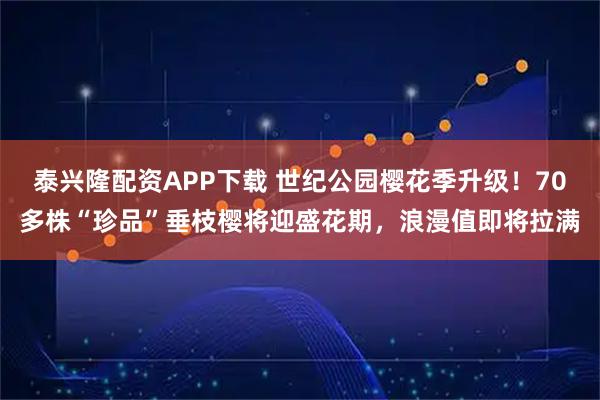 泰兴隆配资APP下载 世纪公园樱花季升级！70多株“珍品”垂枝樱将迎盛花期，浪漫值即将拉满